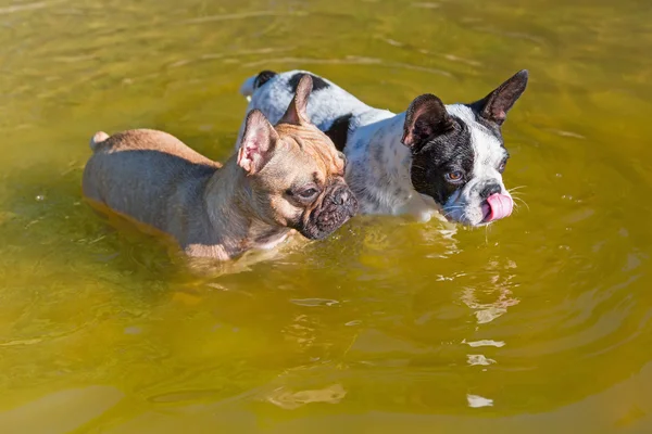 Französische Bulldoggen im See — Stockfoto