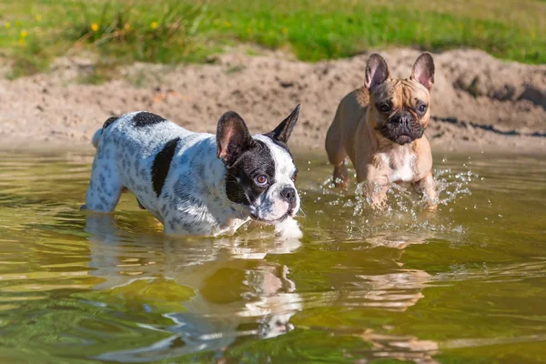French bulldogs in the lake — Stock Photo, Image
