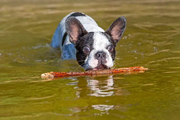 Bulldog francese nuotare nel lago — Foto Stock