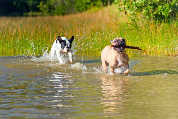 French bulldogs running — Stock Photo, Image