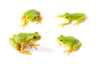 Green tree frogs close up clipart