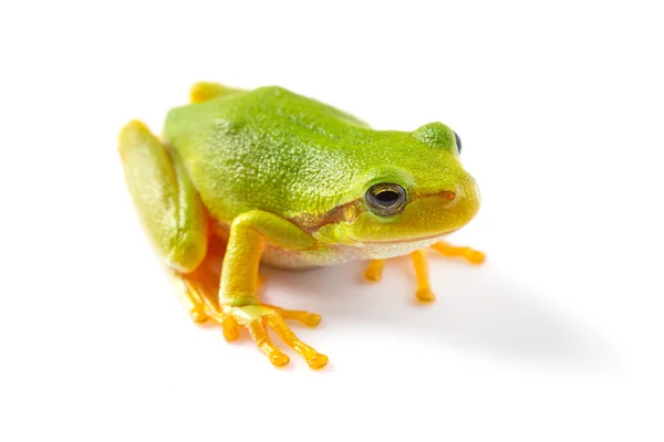 木の緑のカエルをクローズ アップ — ストック写真
