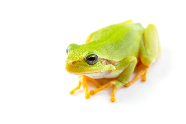 Zbliżenie zielony żaba — Zdjęcie stockowe