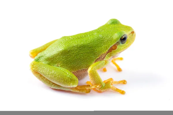 Zbliżenie zielony żaba — Zdjęcie stockowe