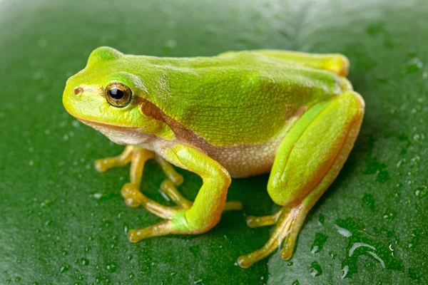 Sapo de árvore verde na folha — Fotografia de Stock