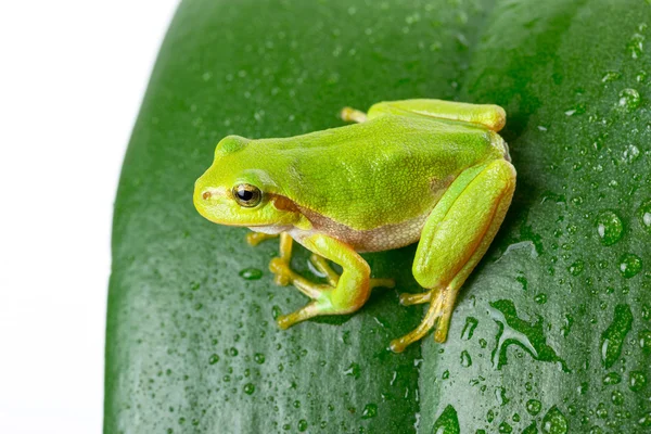 Green tree frog on the leaf — Stock Photo, Image