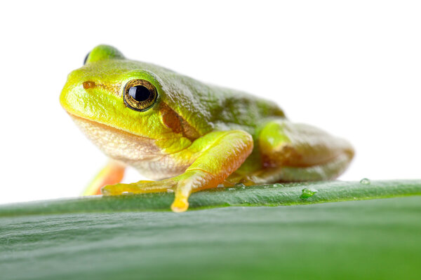 Green tree frog on the leaf