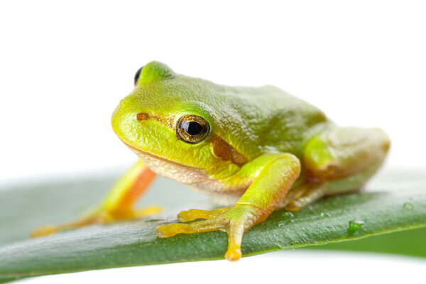 Green tree frog on the leaf