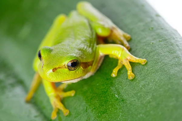 Grenouille verte sur la feuille — Photo