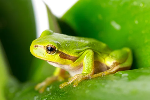 Grenouille verte sur la feuille — Photo