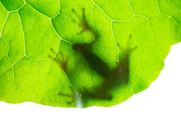 Frog shadow on the leaf — Stock Photo, Image