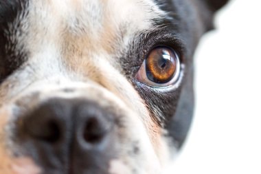 tehlikeli görünümlü köpek