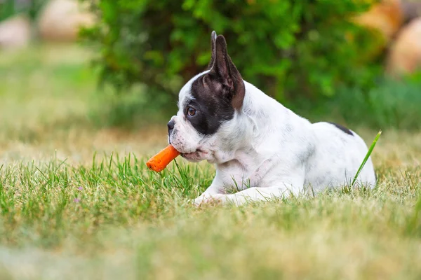 Franse bulldog puppy eten wortel — Stockfoto