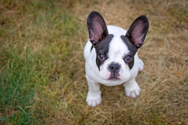 Fransk bulldogg valp — Stockfoto