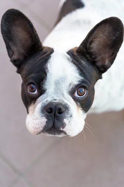 Bouledogue français noir et blanc — Photo