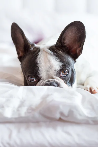 Adorable bulldog francés cachorro — Foto de Stock