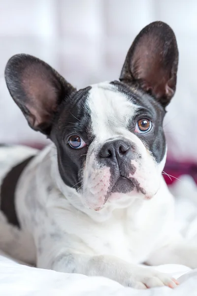 Adorable French bulldog puppy — Stock Photo, Image