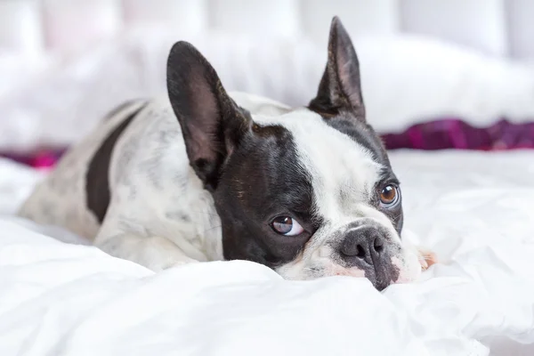 Anjing bulldog Perancis yang manis — Stok Foto