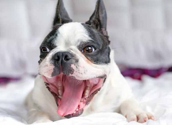 Adorable bulldog francés cachorro — Foto de Stock