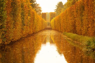 Sarı sonbahar park