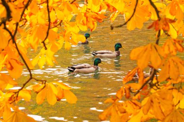 Ducks swimming across the pond clipart