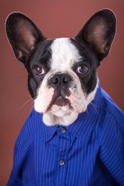 Adorable french bulldog wearing blue shirt clipart