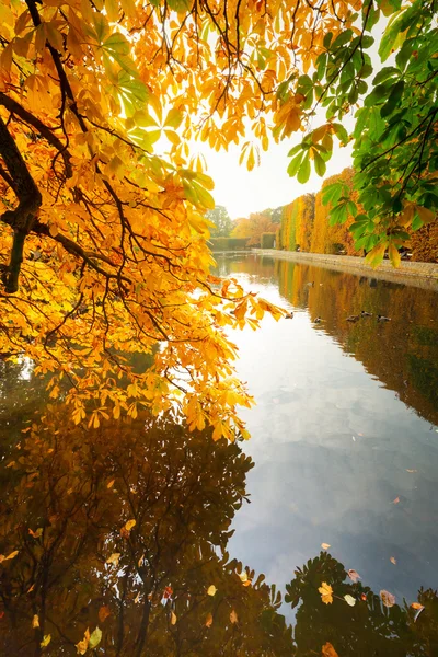 Vacker park damm i höst — Stockfoto