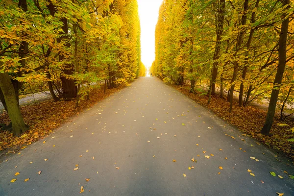 Autumnal park alley — Stock Photo, Image