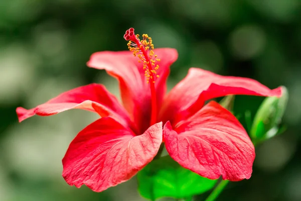 Tropische Hibiscus bloem — Stockfoto