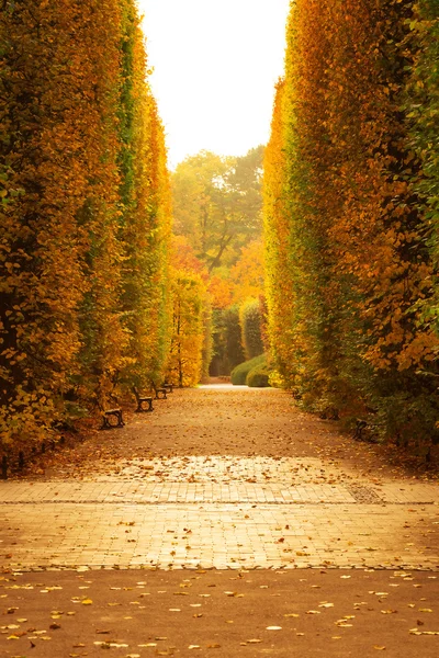 Herbstliche Parkallee — Stockfoto