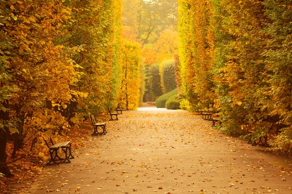 Herbstliche Parkallee — Stockfoto