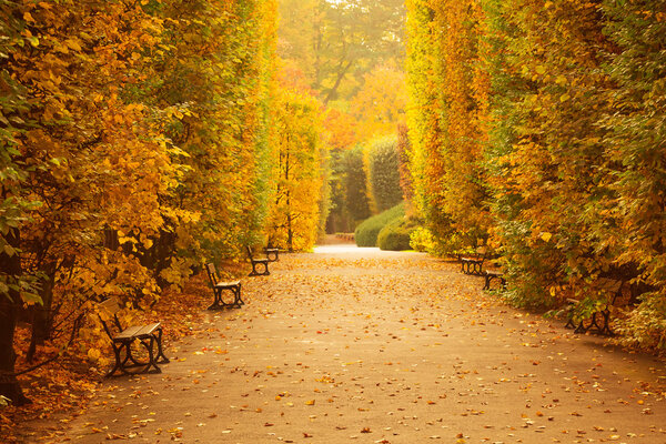 Autumnal park alley