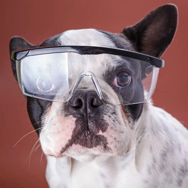 French bulldog wearing safety glasses — Stock Photo, Image