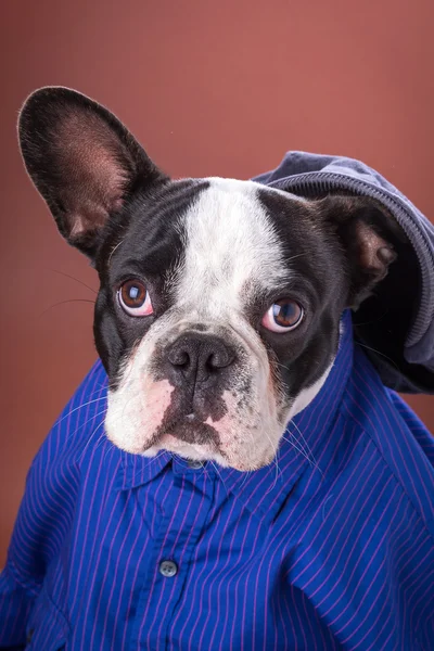 Adorable french bulldog wearing blue shirt — Stock Photo, Image