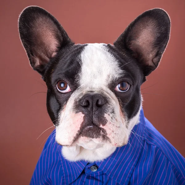 Suloinen ranskalainen bulldog yllään sininen paita — kuvapankkivalokuva
