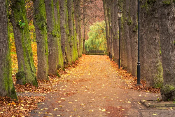 Herbstliche Allee im Park — Stockfoto
