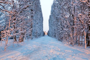 Gdansk karlı park sokakta kış