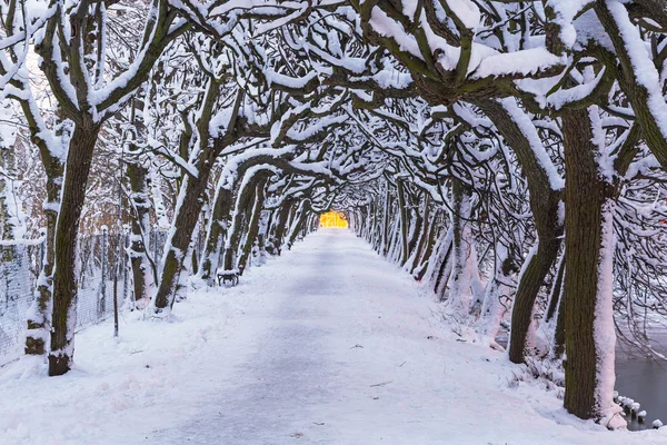 Aleea de iarnă în parcul înzăpezit din Gdansk — Fotografie, imagine de stoc