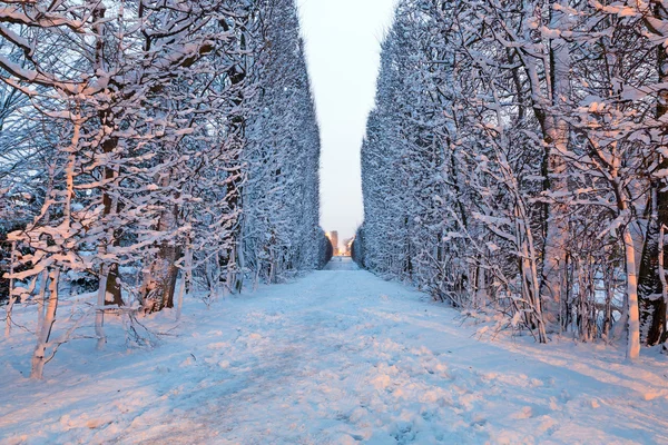 Zimní alej v zasněženém parku Gdaňsku — Stock fotografie