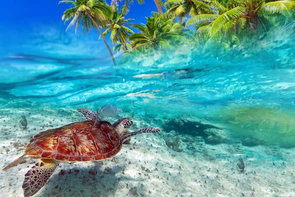 Grüne Schildkröte schwimmt auf tropischer Insel — Stockfoto