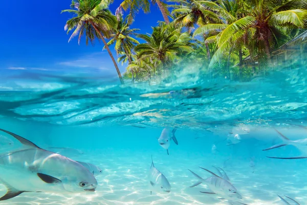 Peces tropicales en el Mar Caribe — Foto de Stock