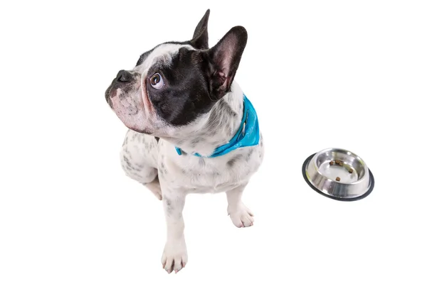 French bulldog with his bowl — Stock Photo, Image