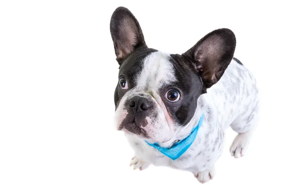 Adorable french bulldog — Stock Photo, Image