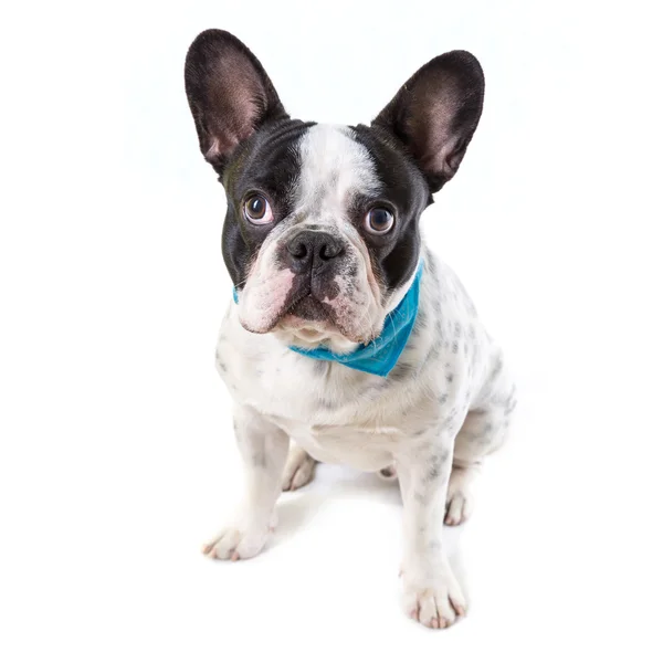 Adorable french bulldog — Stock Photo, Image