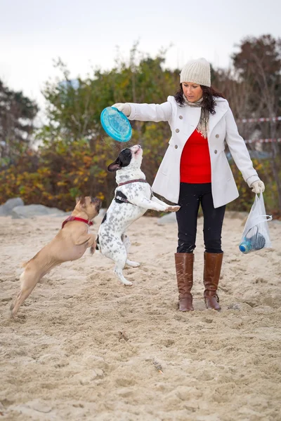 French bulldogs with a frisbee — Stock Photo, Image