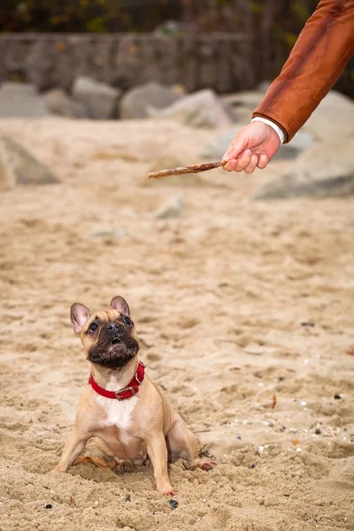 Bulldog Perancis dengan tongkat — Stok Foto