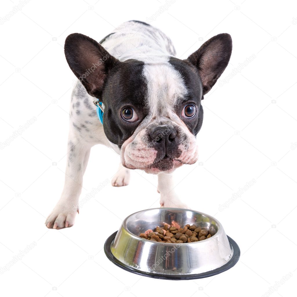 French bulldog with his bowl