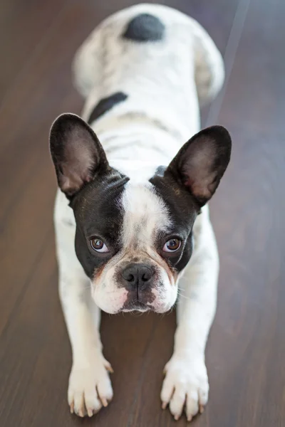 Ranskalainen bulldog lattialla — kuvapankkivalokuva