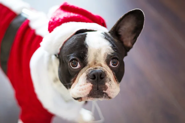 Fransk bulldog klädd i santa dräkt — Stockfoto