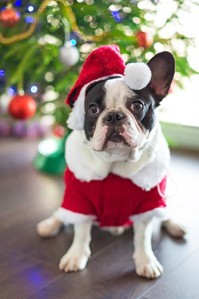 Bouledogue français habillé en costume de Père Noël — Photo